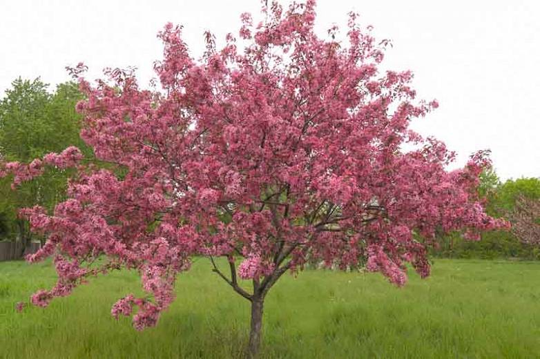 adams crabapple tree outside grass field