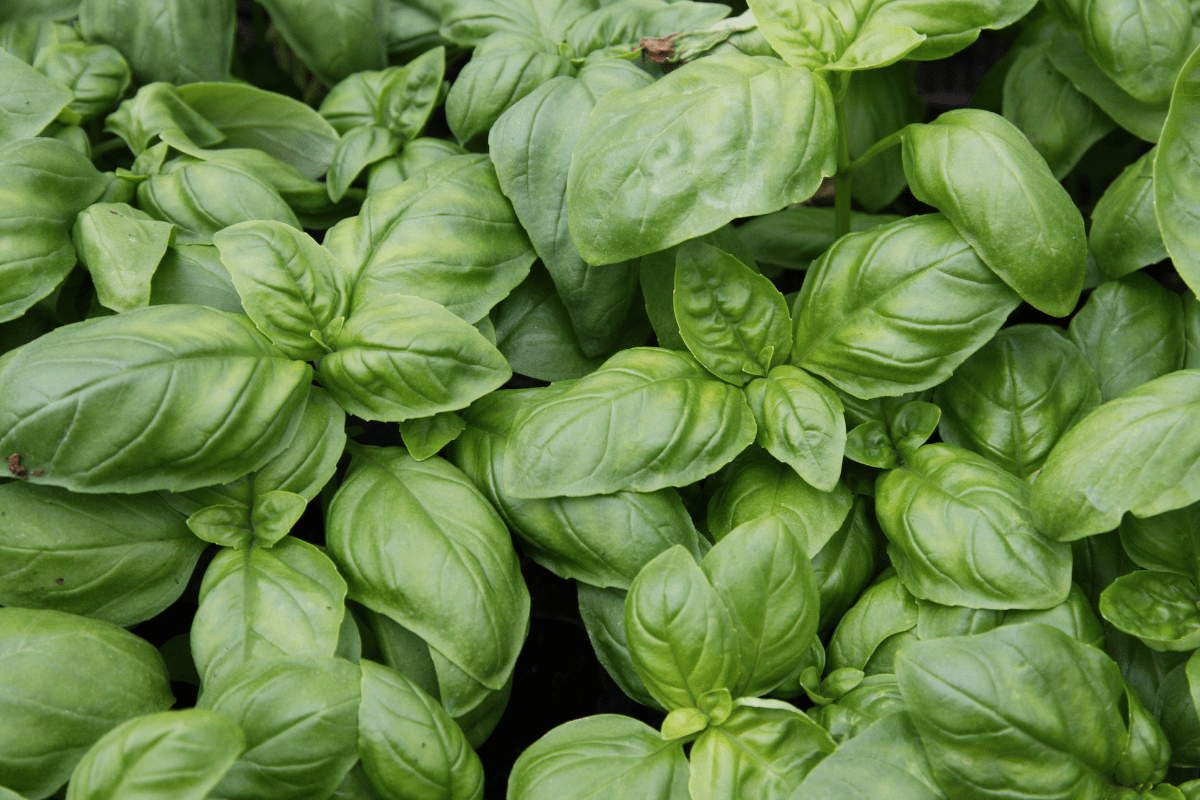 basil close up