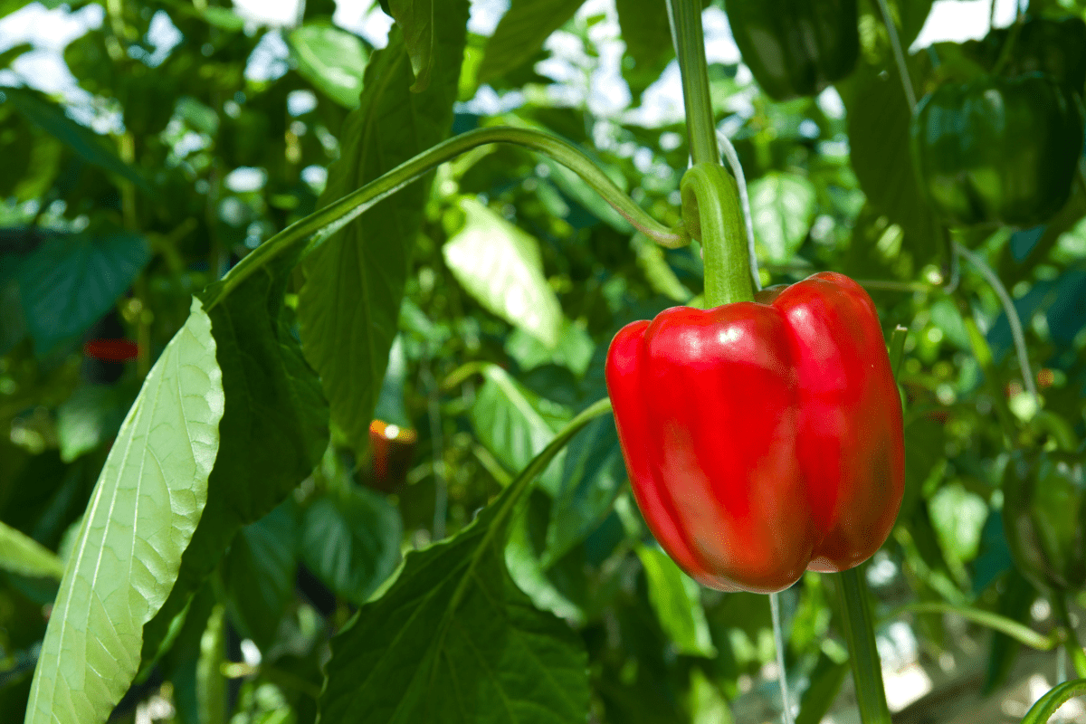 bell pepper red hanging in garden