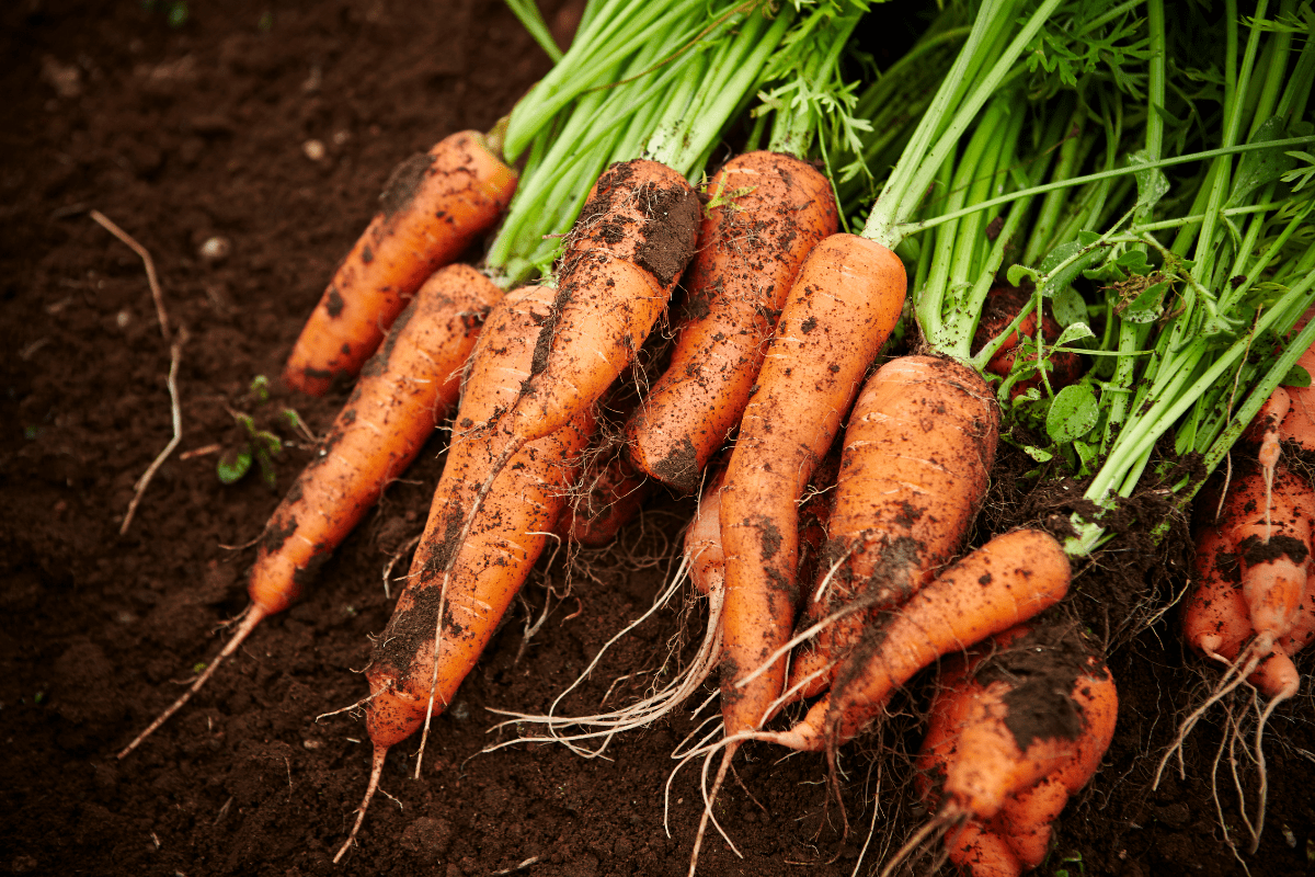 carrots in dirt