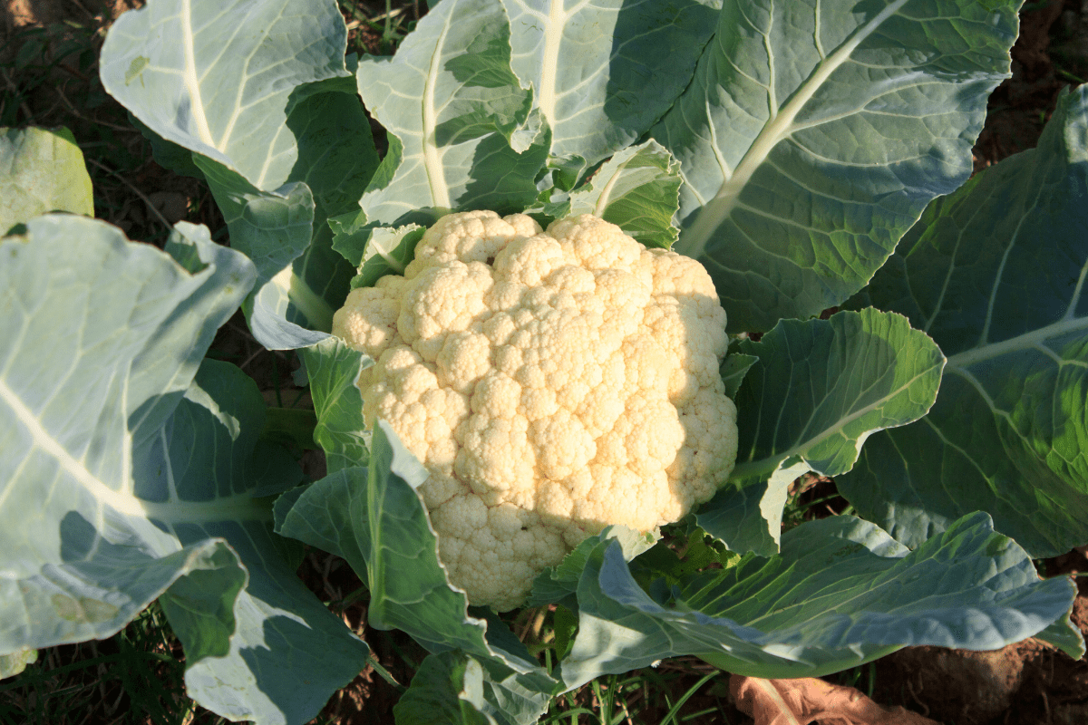 cauliflower garden head leaves