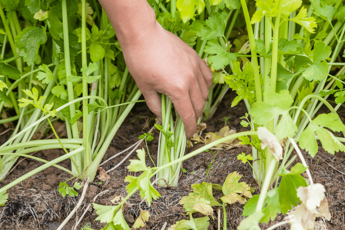 celery hand in garden pulling