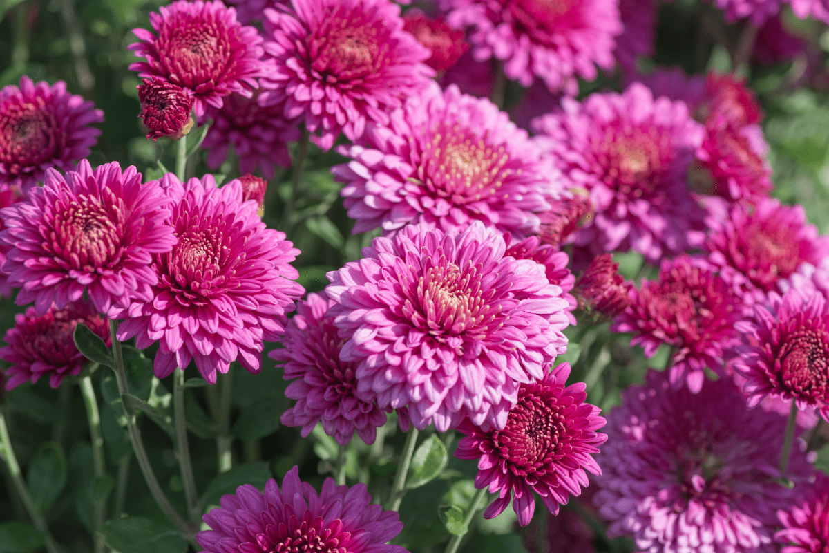 Chrysanthemums purple pink sunny garden