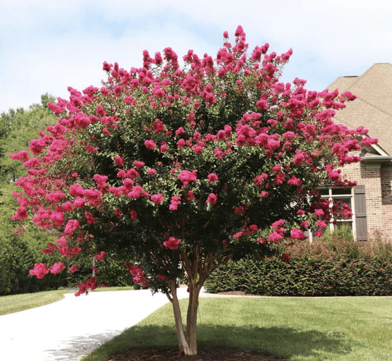 crape myrtle tree pink flowers front of house