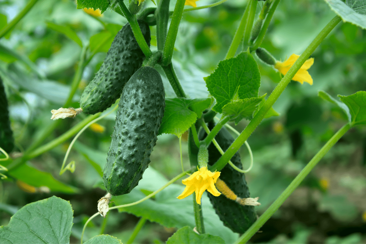 cucumber in garden yellow flowers