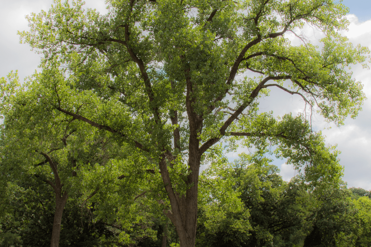 eastern cottonwood tree forest