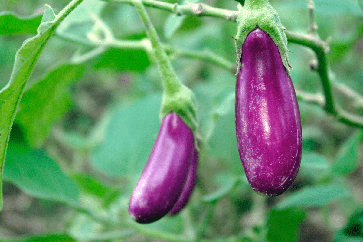 purple eggplant garden hanging