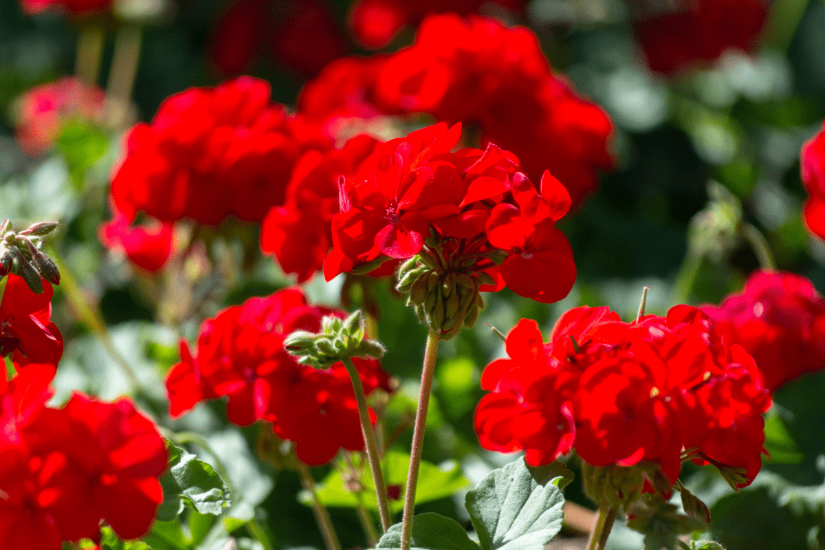 red geranium close up sunny garden