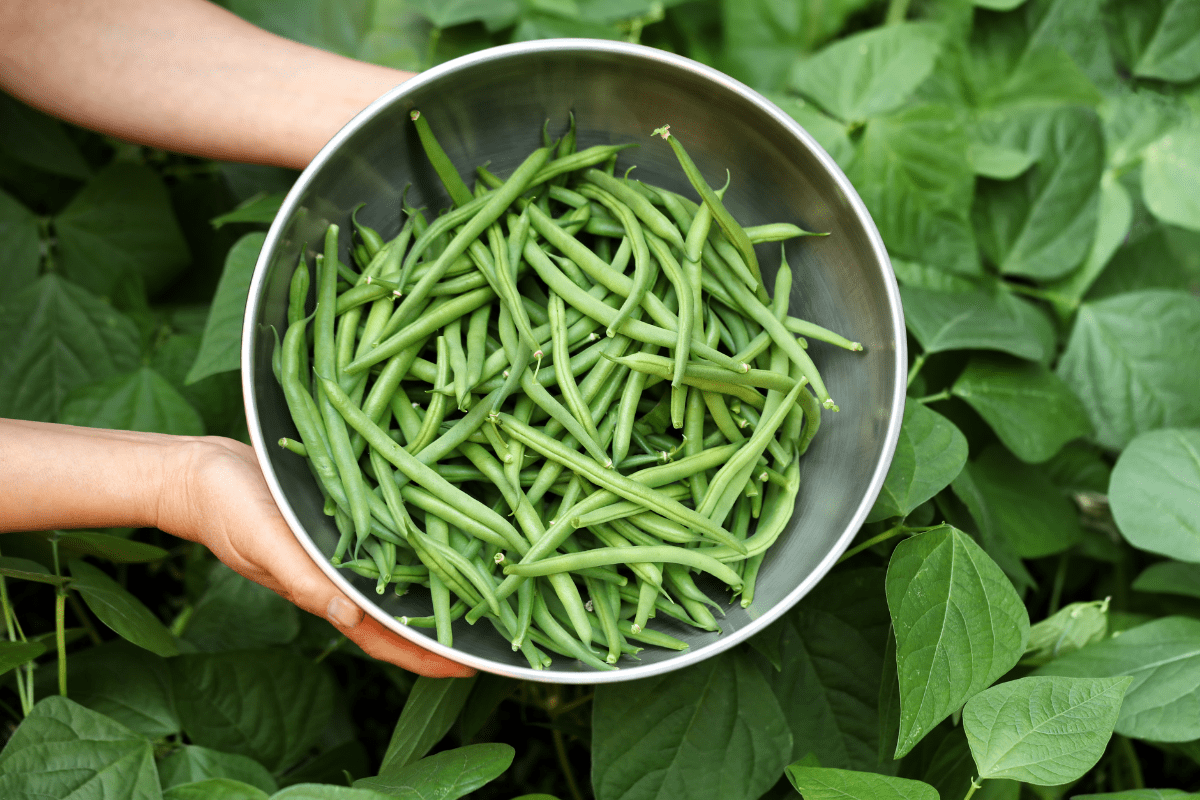 green beans bowl garden
