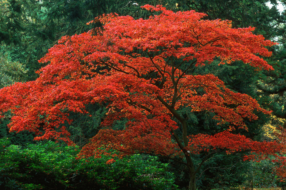 japanese maple tree outdoors yard