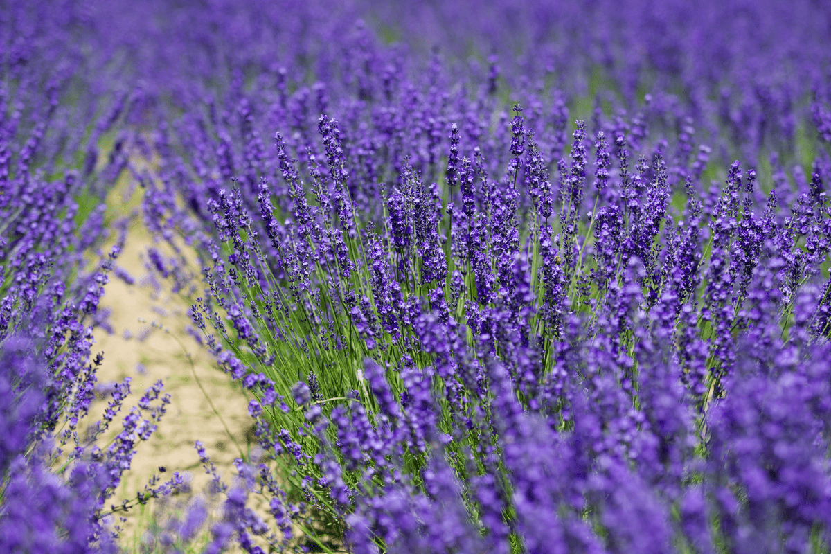 lavender garden closeup