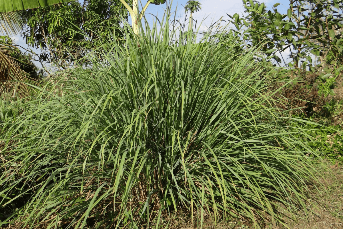 Lemongrass plant outside big