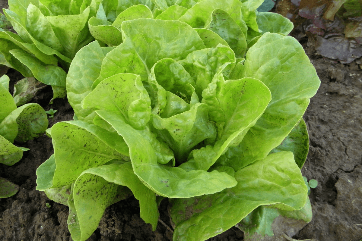 lettuce head in garden