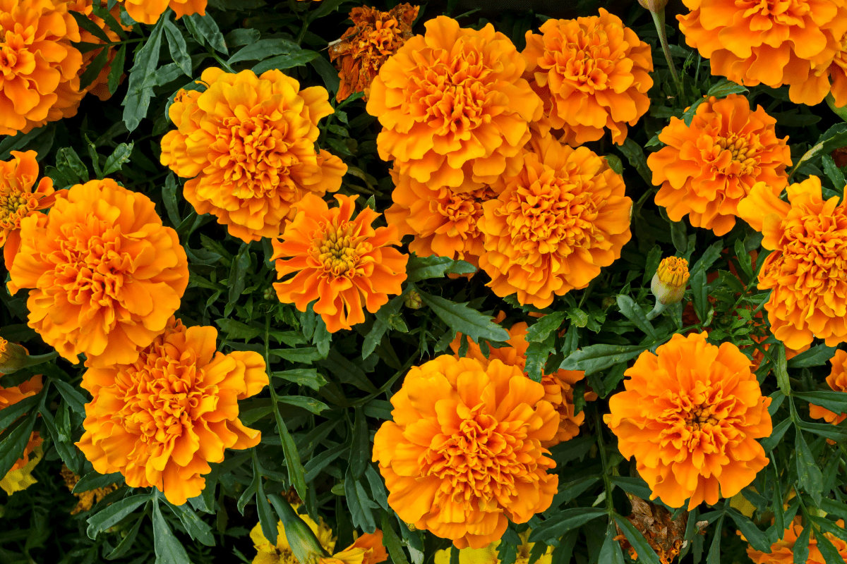 marigold orange garden