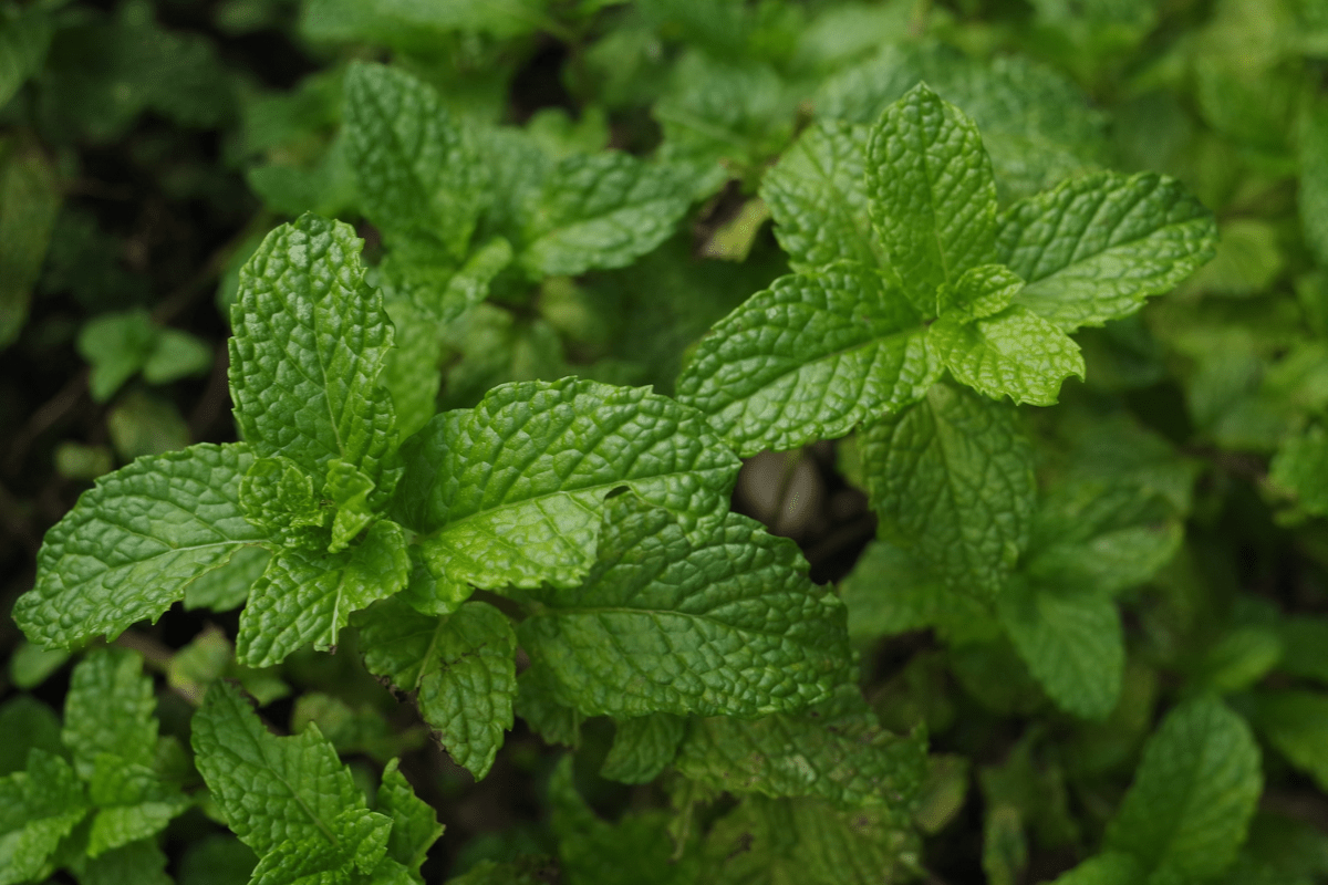 mint garden close up