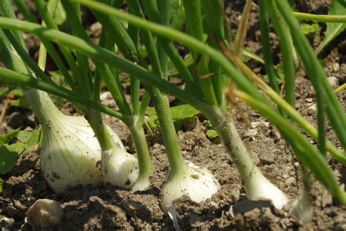 onion garden bulbs