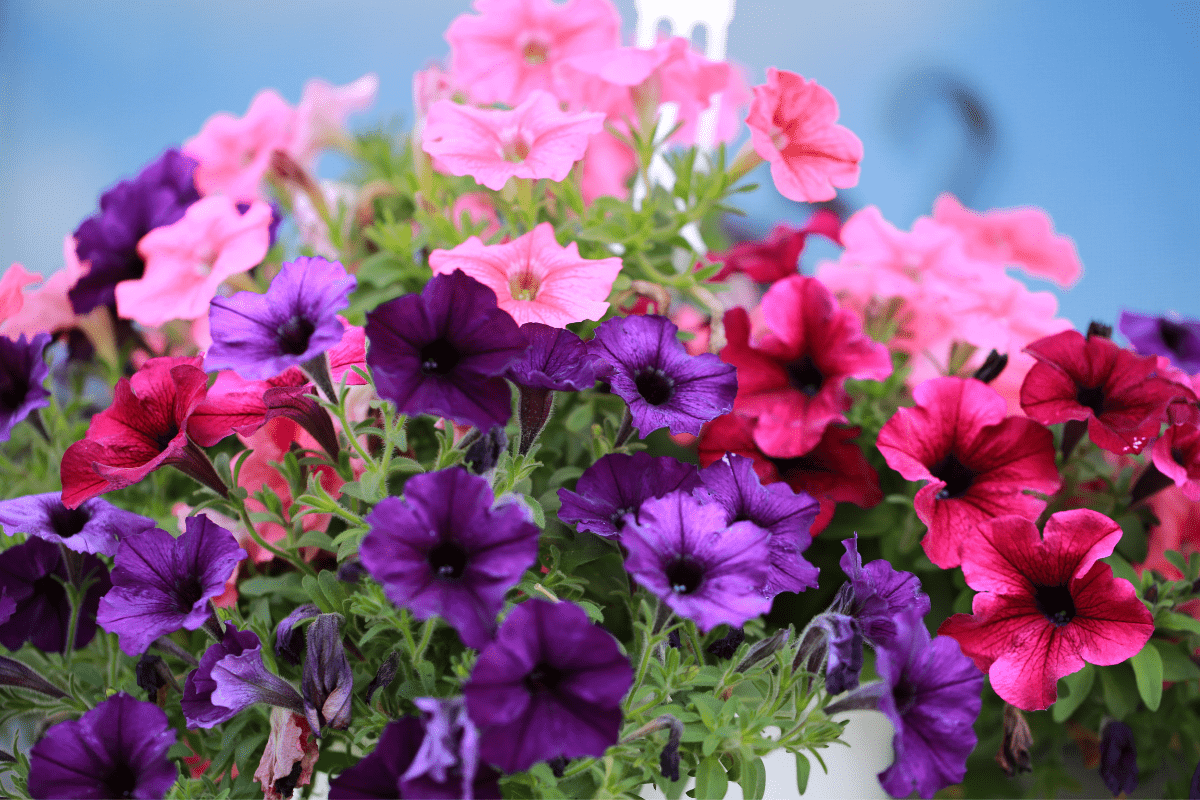 petunias hanging basket close up