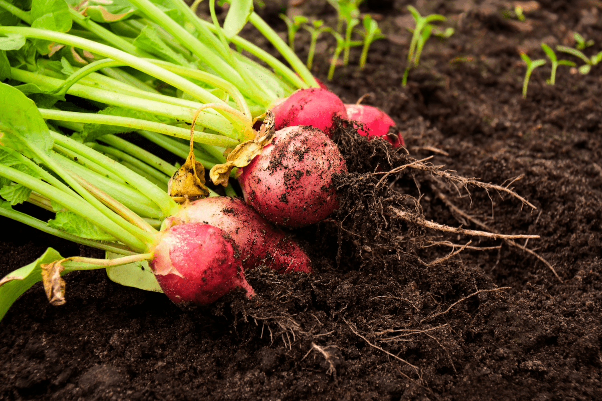 radish garden soil 