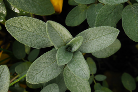 sage plant close up