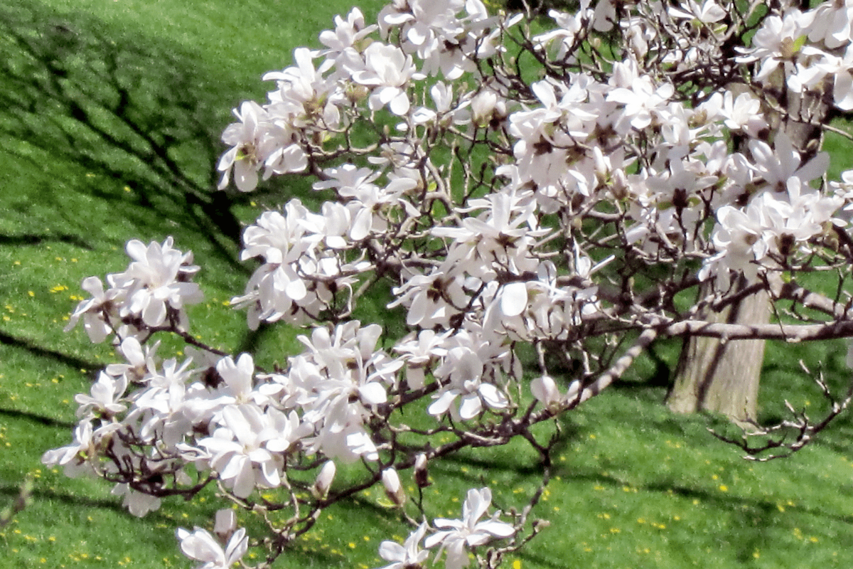 white magnolia tree branch close up