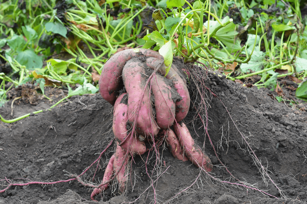 sweet potatoes in garden soil