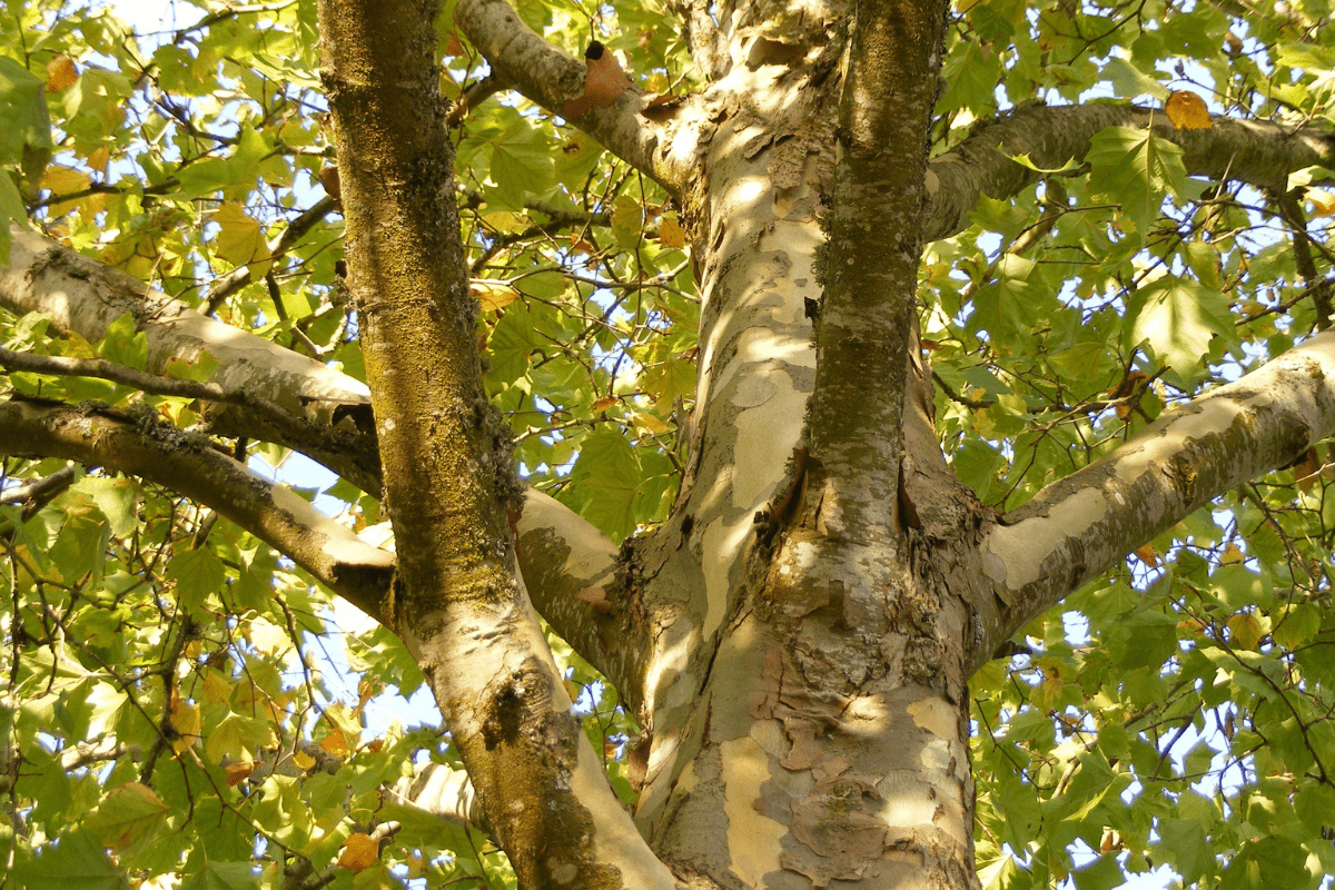 sycamore tree close up