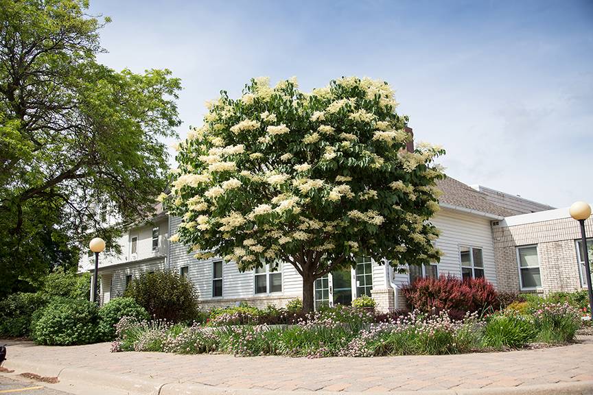 blooming Japanese tree lilac in front yard against white home