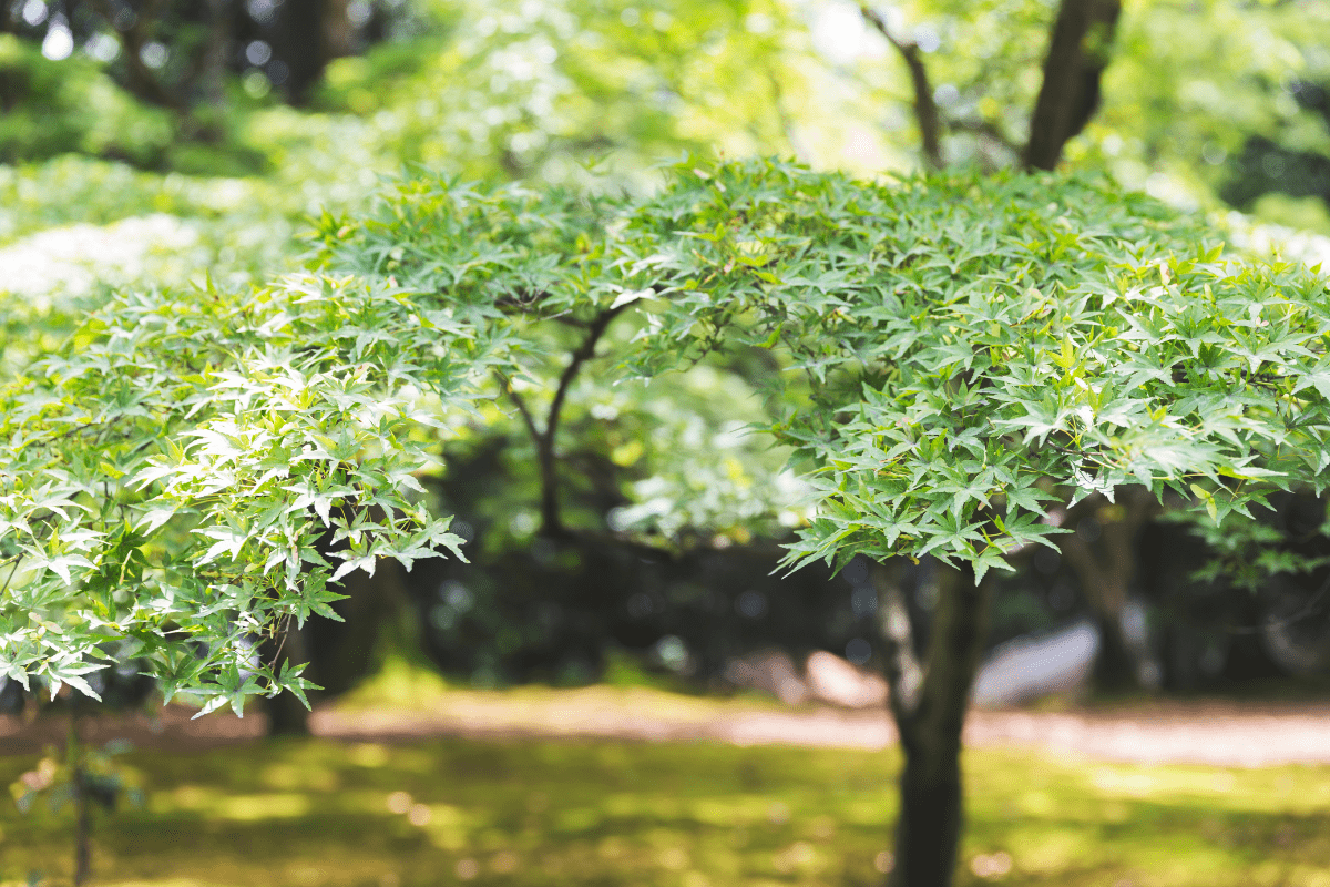 trident maple tree up close