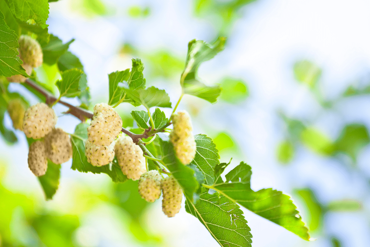 close up white mulberry tree