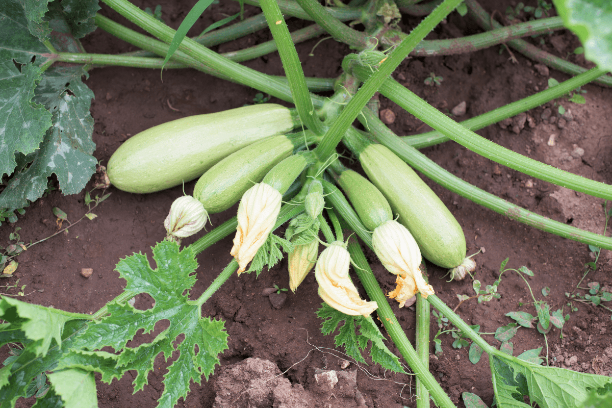 zucchini garden not ripe