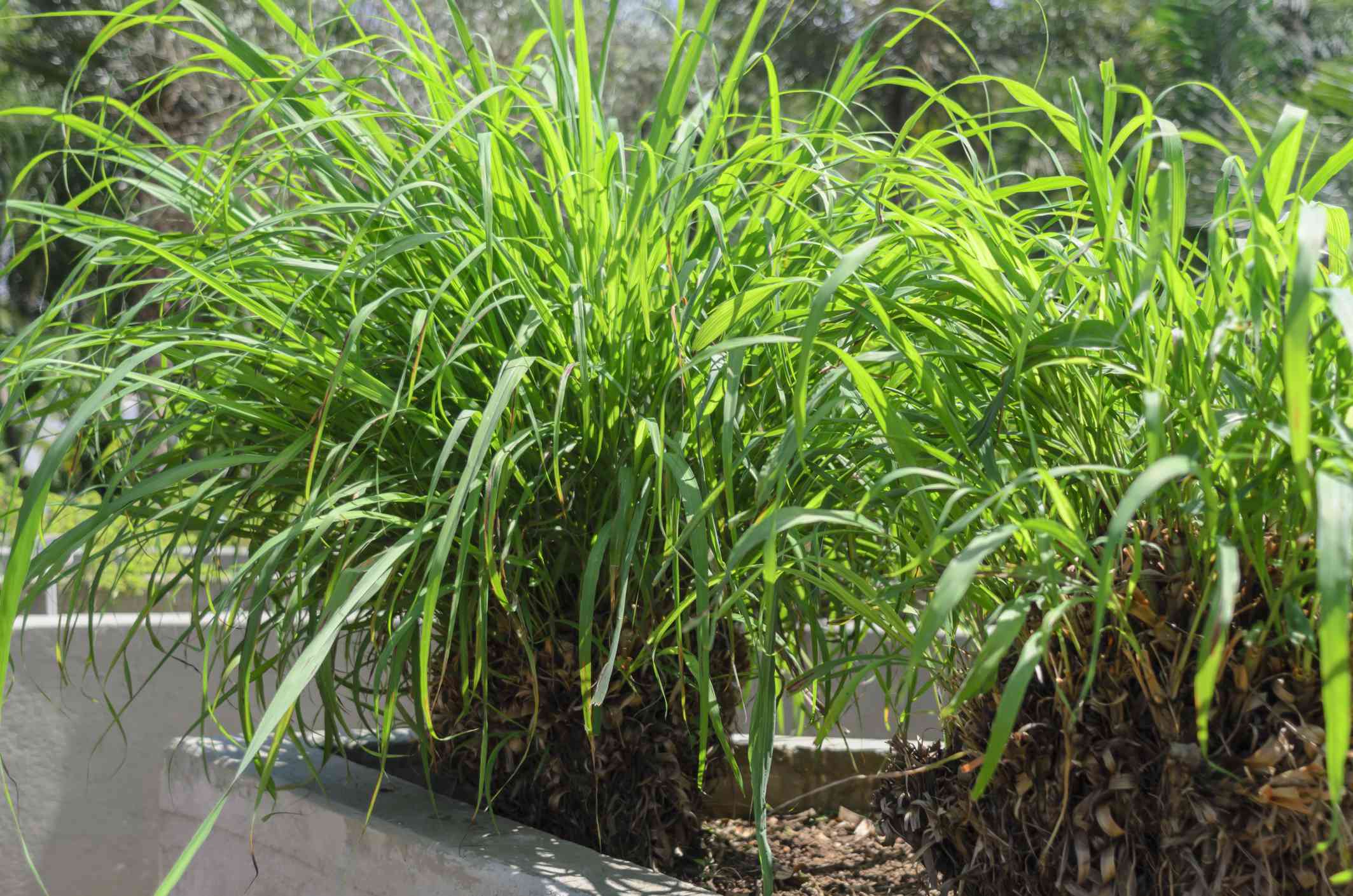 grass citronella garden