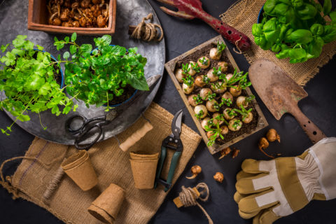 gardening tools and vegetables on black table top