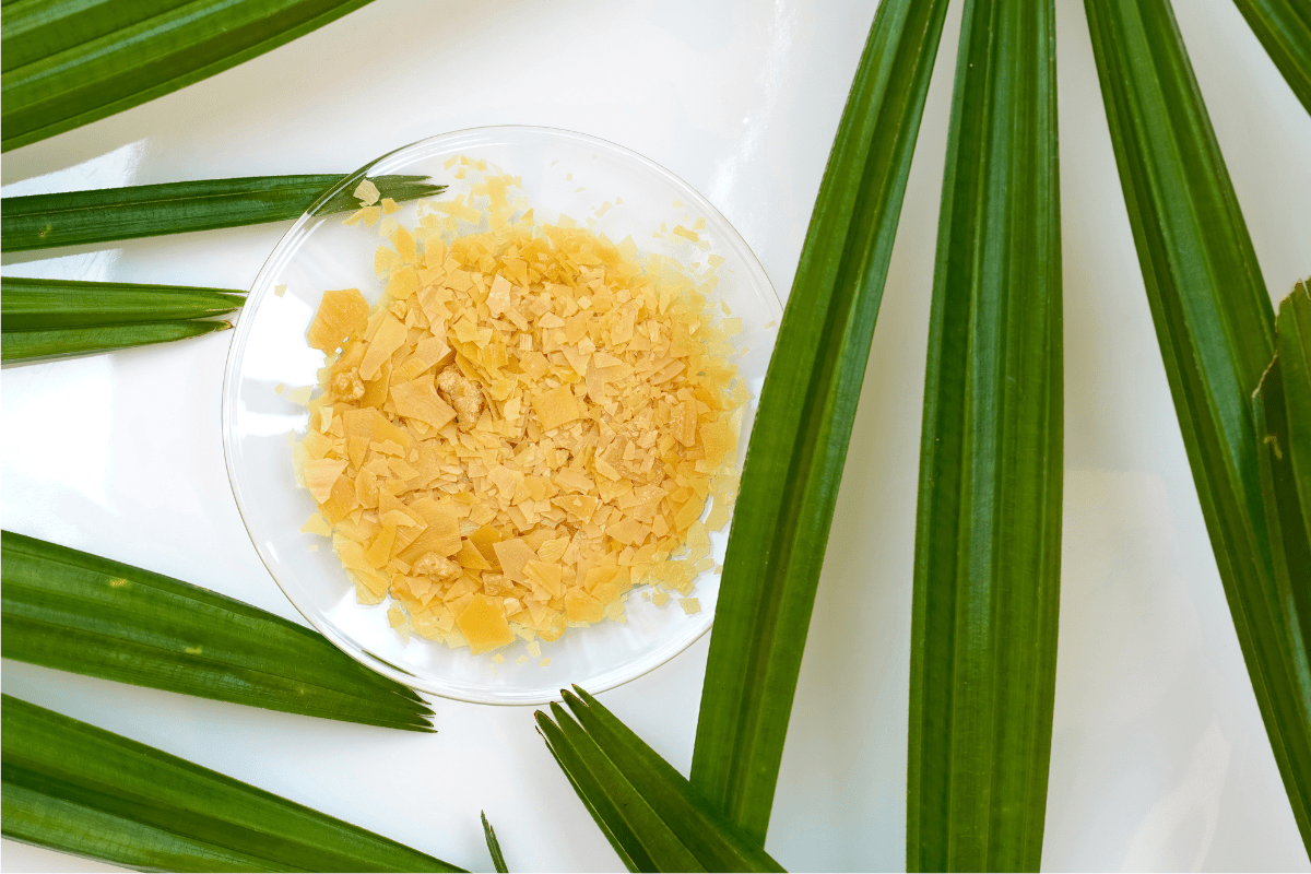 Carnauba Wax in glass dish palm leaves in 