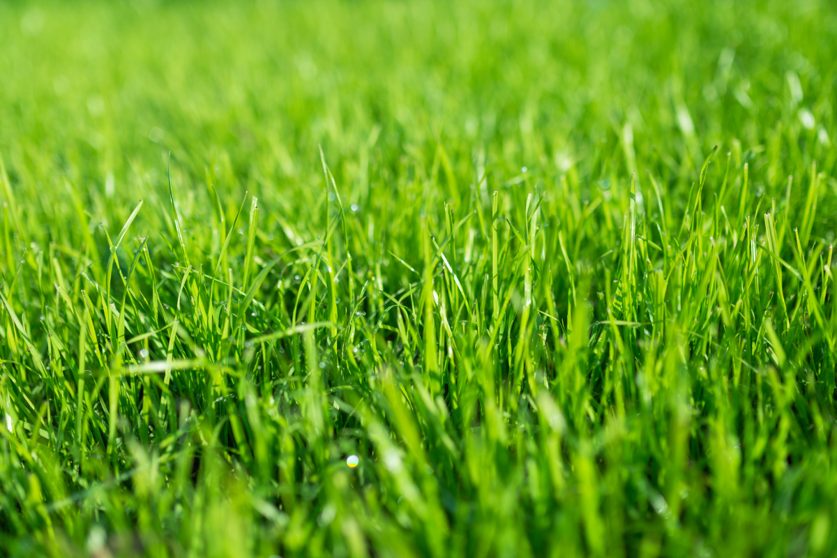 close up of blades of green grass