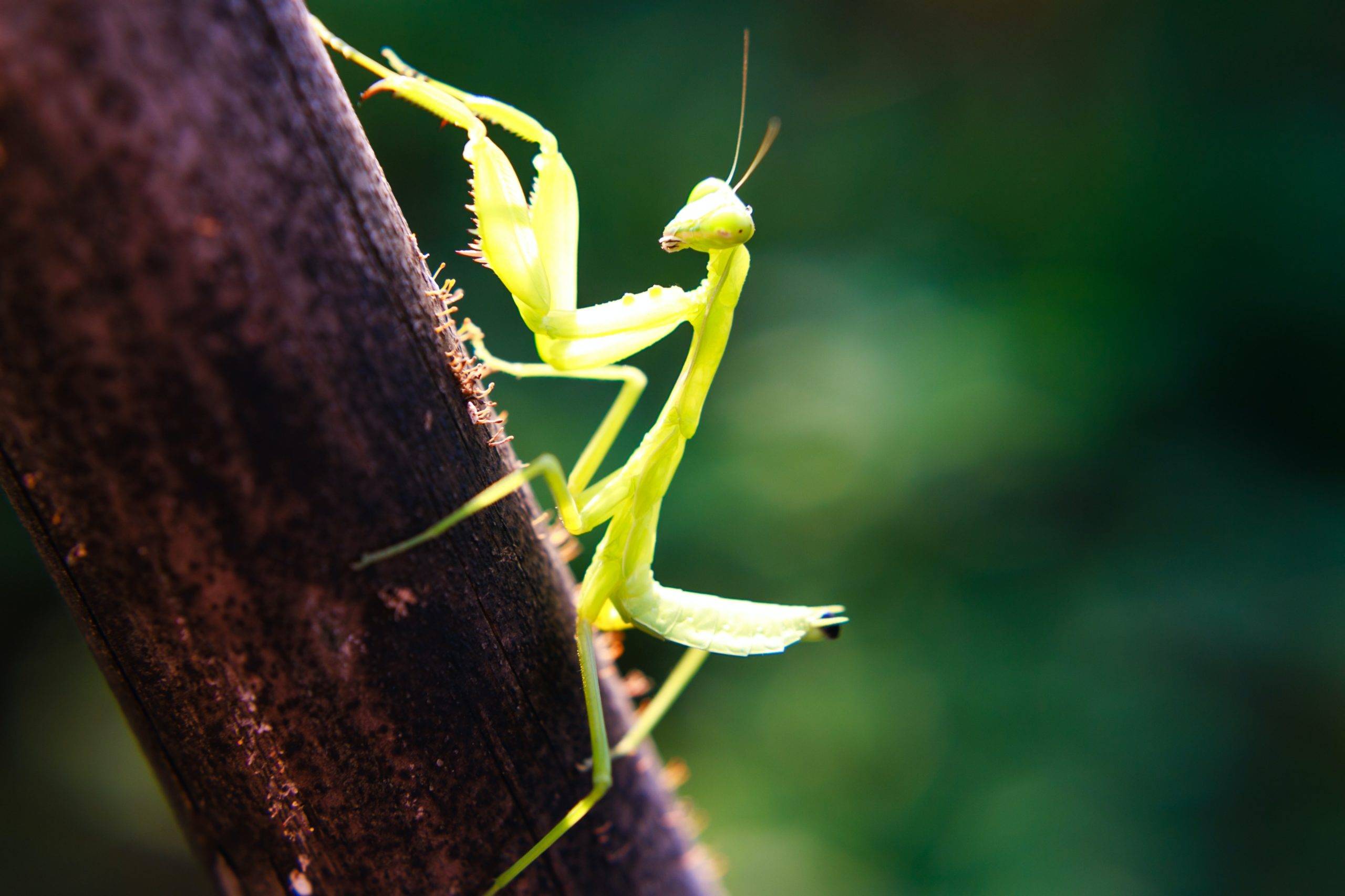 up close look at praying mantis on wooden branch