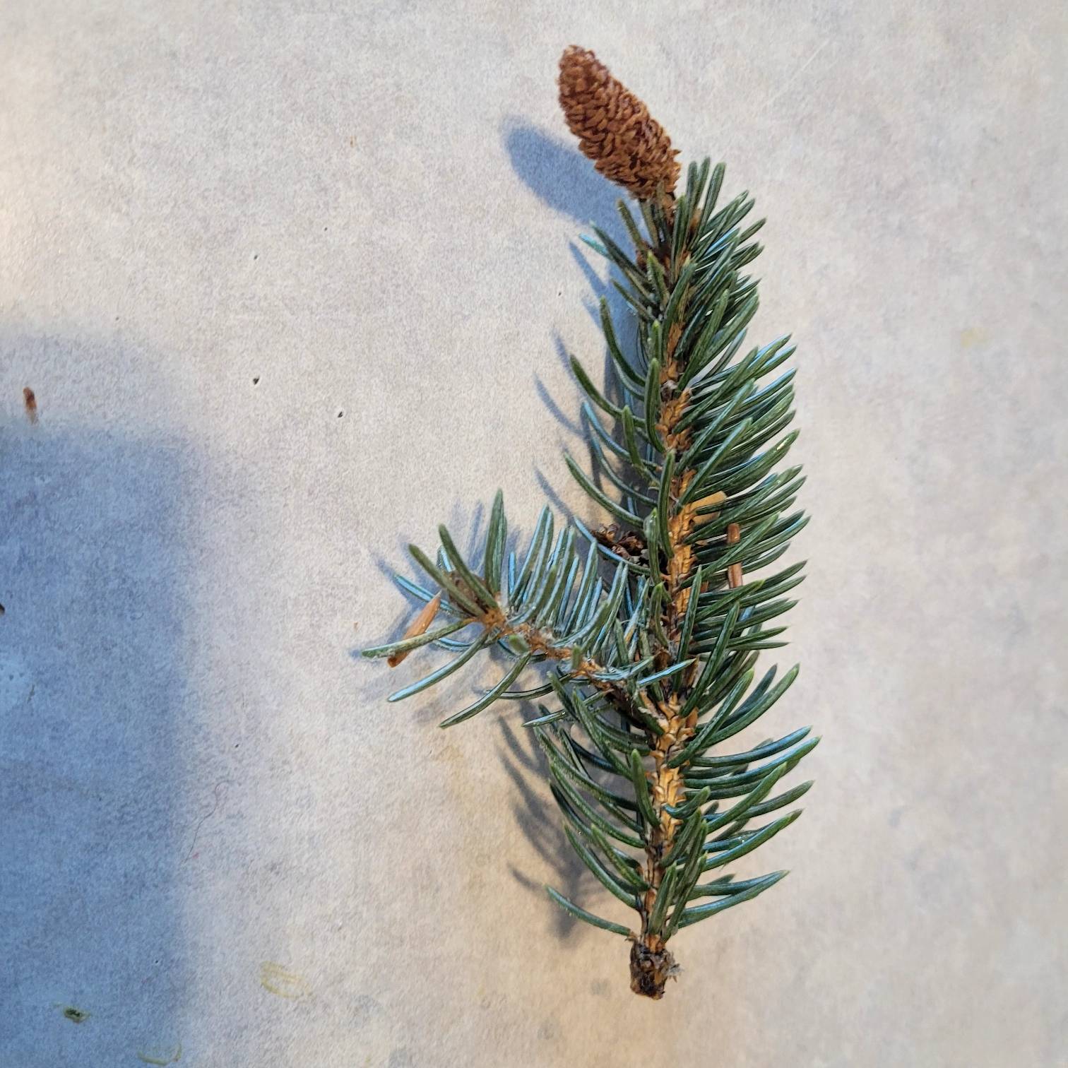 pine needle stem picked off branch
