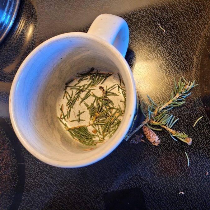 How to Make Pine Needle Tea ManMadeDIY