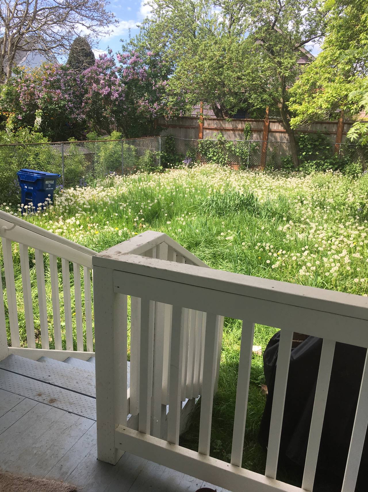 view of backyard lawnspace covered completely in weeds