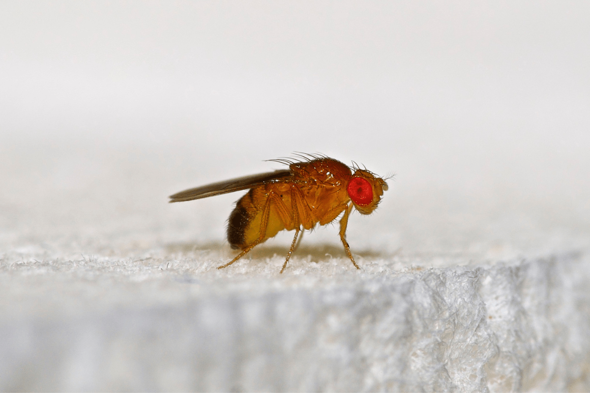 close up of gnat on white surface