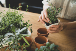 How to Grow Herbs Indoors, No Matter The Season