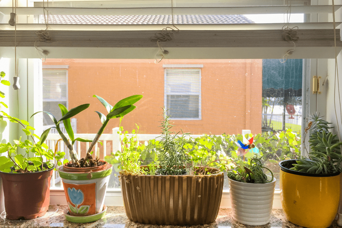 potted herbs in various-sized planters in front of sunny window