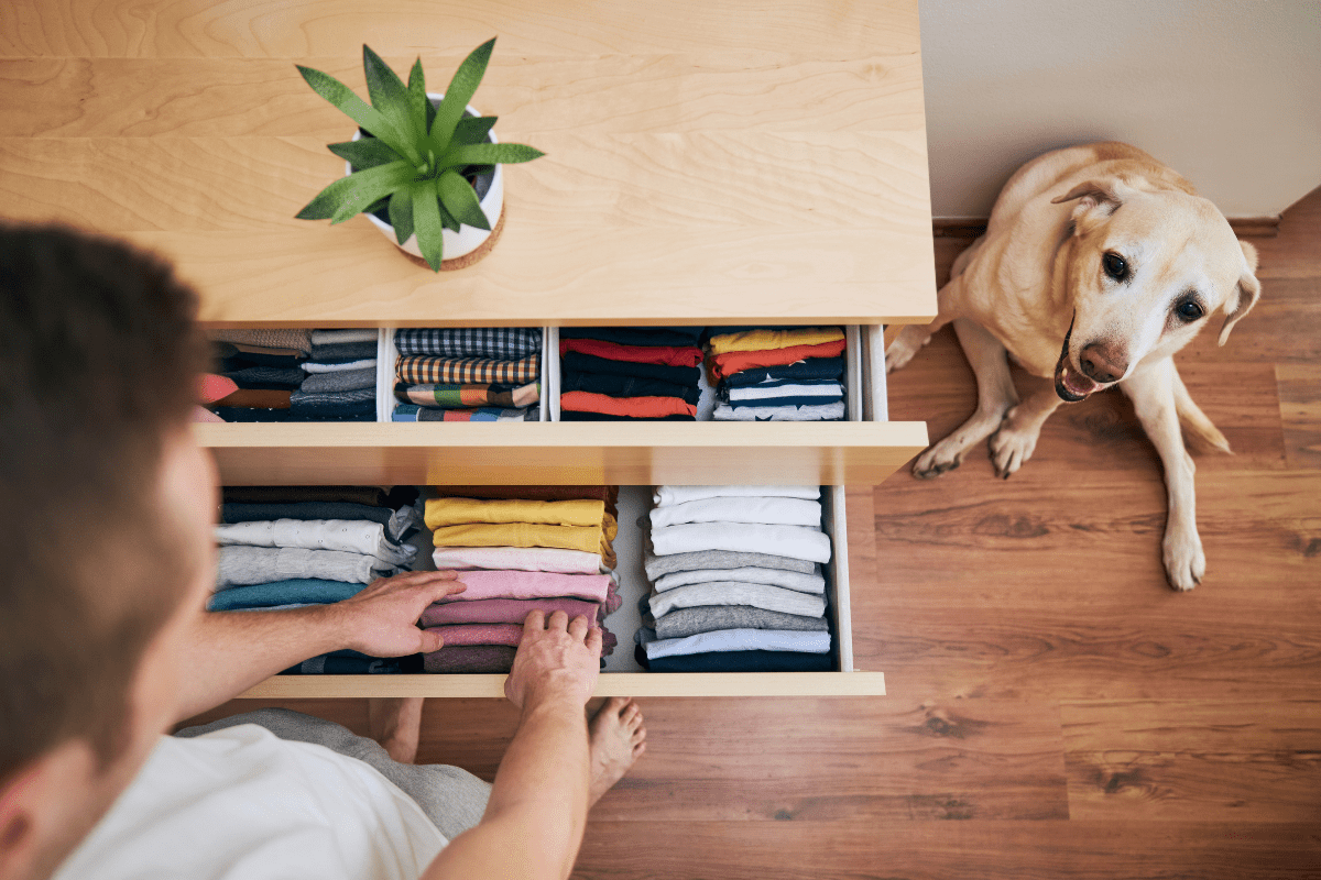 happy senior yellow lab sitting next to man opening drawer full of tshirts