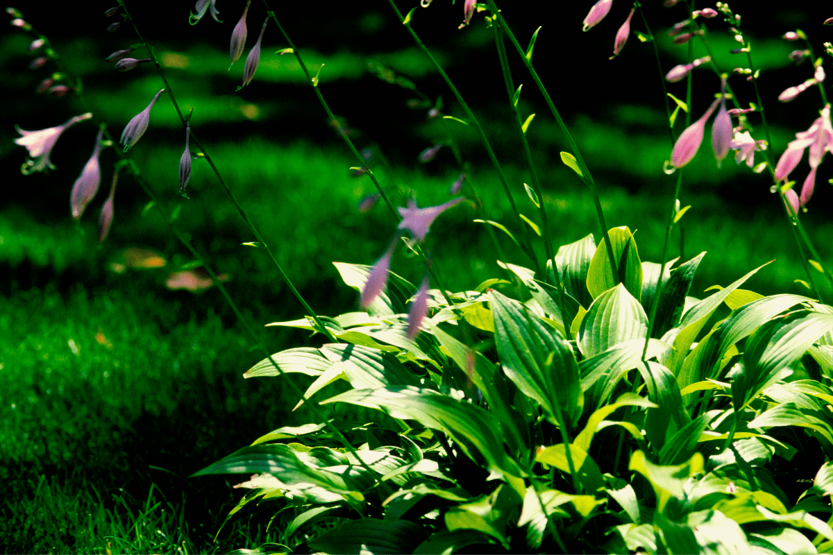 close up of green blooming plant with pink flower buds