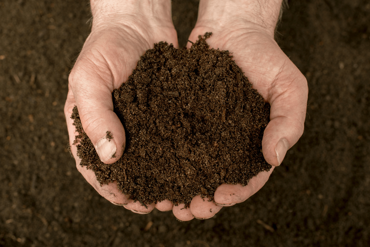 close up of man's hands offering sample of soil