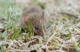 How to keep mice away from your bed