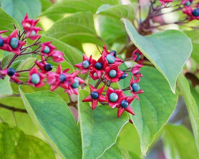 harlequin glorybower 