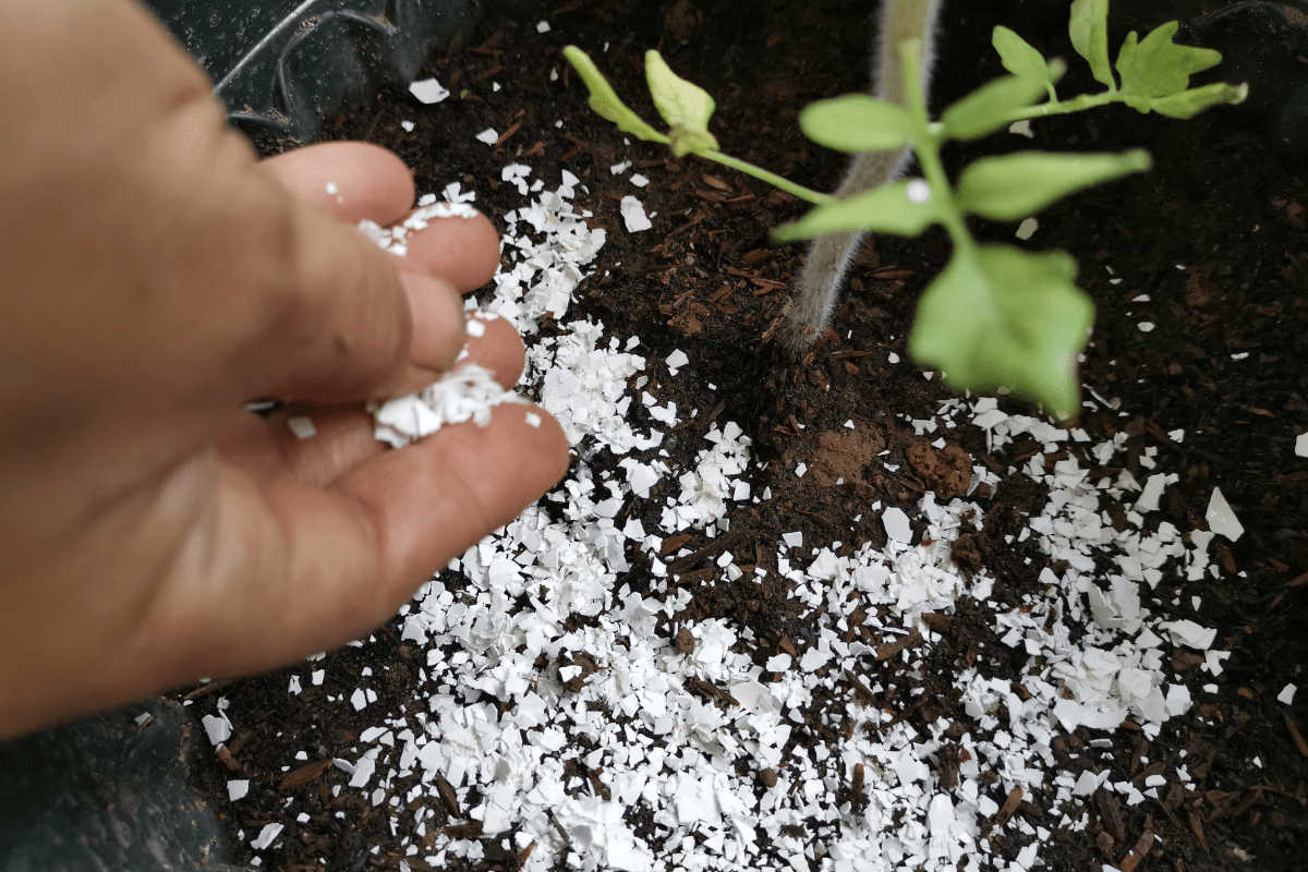 close up of crushed up egg shells being sprinkled in garden