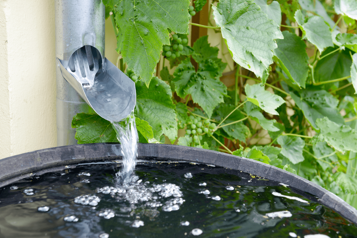 close up of rain barrel and water pouring in from downspout