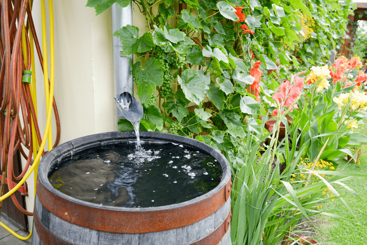 Metal downspout pouring into rain barrel