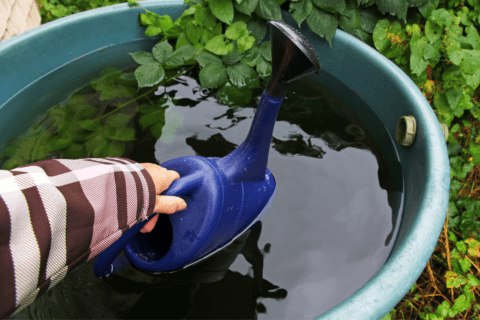 close up of someone taking water out of rain barrel with blue watering can